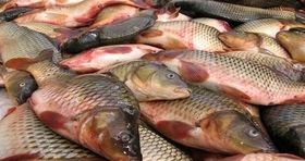 آخرین قیمت ماهی قزل آلا در بازار / میگو کیلویی چند شد؟ 