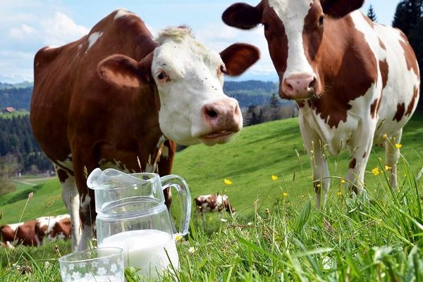 قیمت شیر خام افزایش یافت