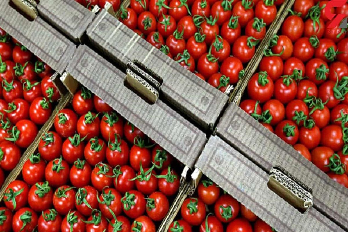 صادرات این محصول ایرانی به عراق آزاد شد / پای گوجه دوباره به عراق باز شد