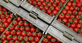 افزایش باورنکردنی قیمت گوجه / گوجه کیلویی ۷۰ هزار تومان شد! 