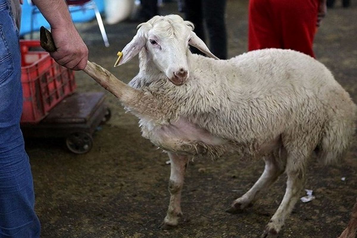 قیمت گوسفند زنده در آستانه عید قربان 