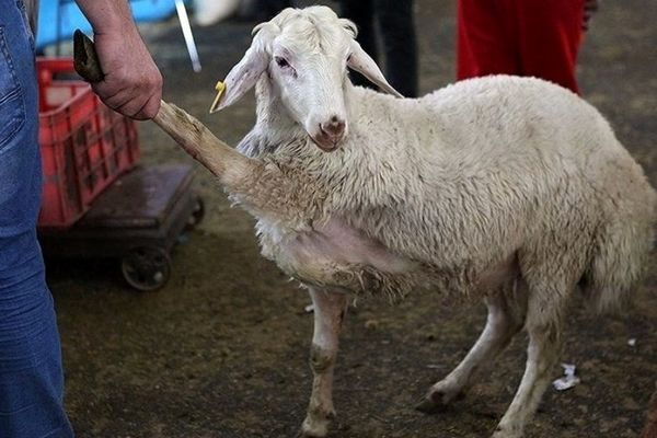 قیمت هر کیلو گوسفند زنده به کیلویی ۲۵۵ هزار تومان رسید / آخرین قیمت دام زنده در بازار 