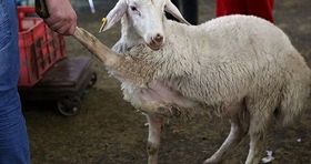 اعلام قیمت جدید دام زنده / گوسفند در کدام استان ارزان تر است؟