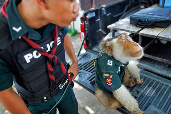 استفاده از میمون به عنوان پلیس در تایلند
