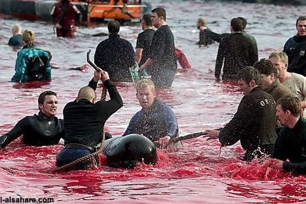 دانمارکی‌ها در یک روز ۱,۴۲۸ دلفین را سلاخی کردند