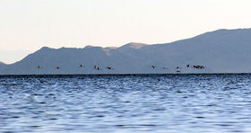افزایش بیش از ۶۰ درصدی حجم و سطح دریاچه ارومیه