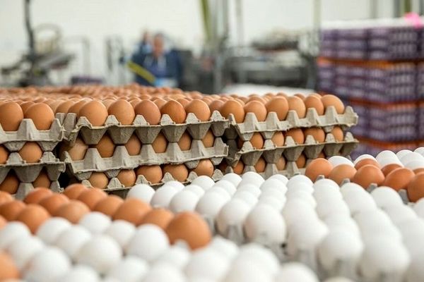 قیمت رسمی تخم مرغ اعلام شد (۱۳ اردیبهشت)