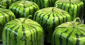 هندوانه سبز حاصل خلاقیت چین