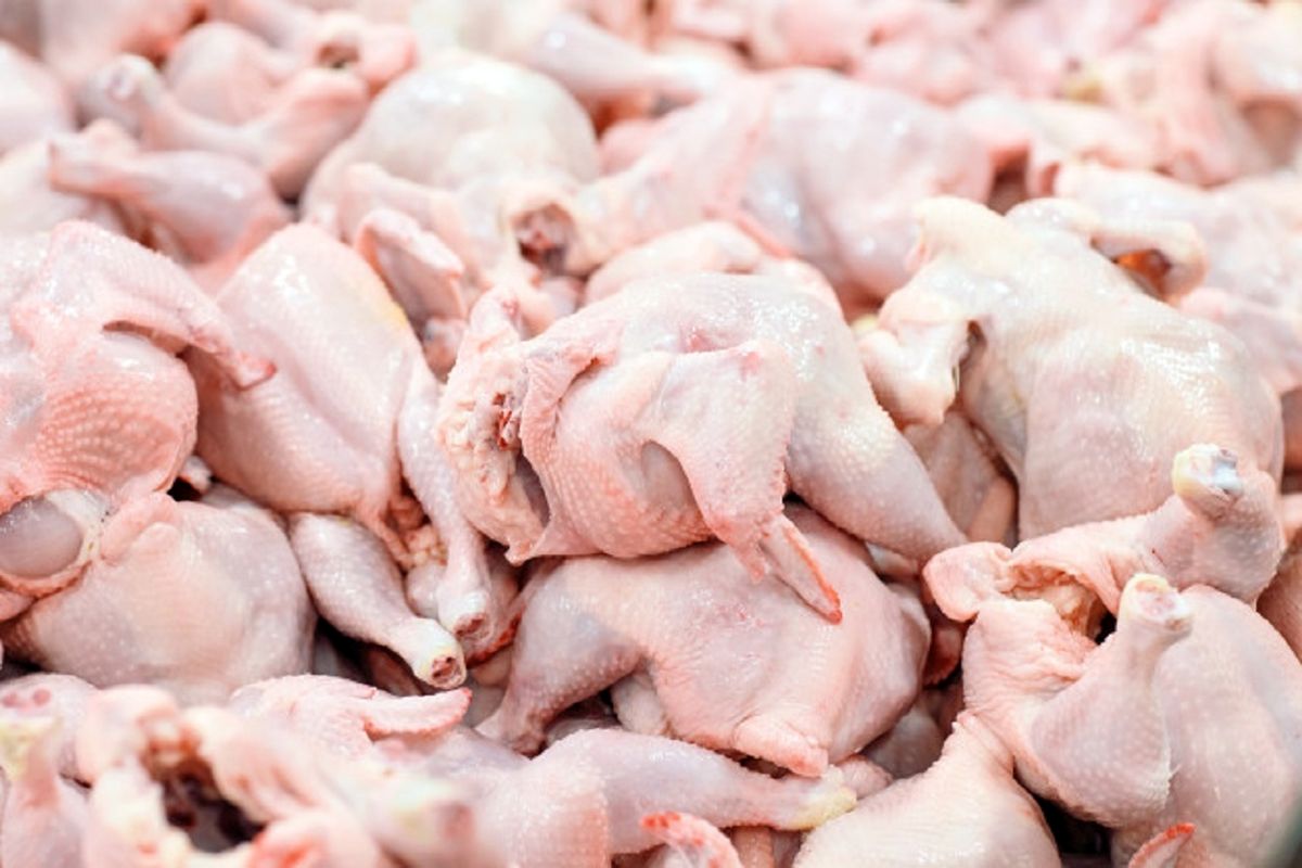 افزایش قیمت مرغ گرم در بازار