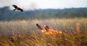 این پرنده‌ بدجنس چطور جنگل را به آتش می‌کشد