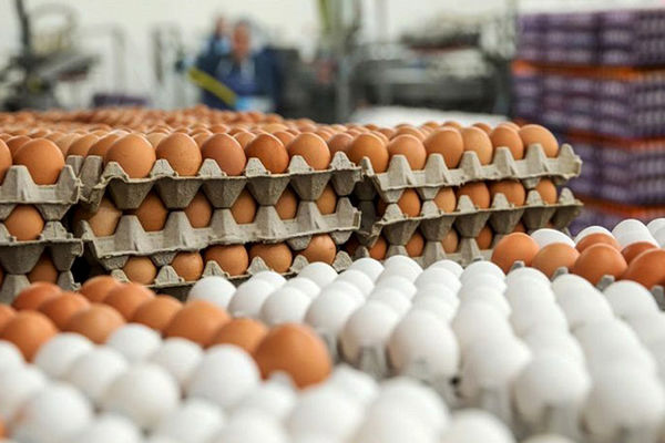 افزایش دوباره قیمت تخم مرغ در راه است؟