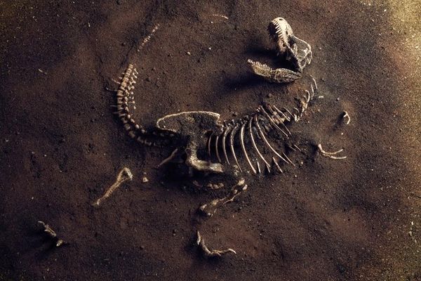 فسیل بزرگترین دایناسور تاریخ کشف شد