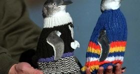 پیشکسوت ترین بافنده ژاکت پنگوئن