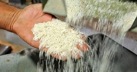 افت قیمت برنج ایرانی