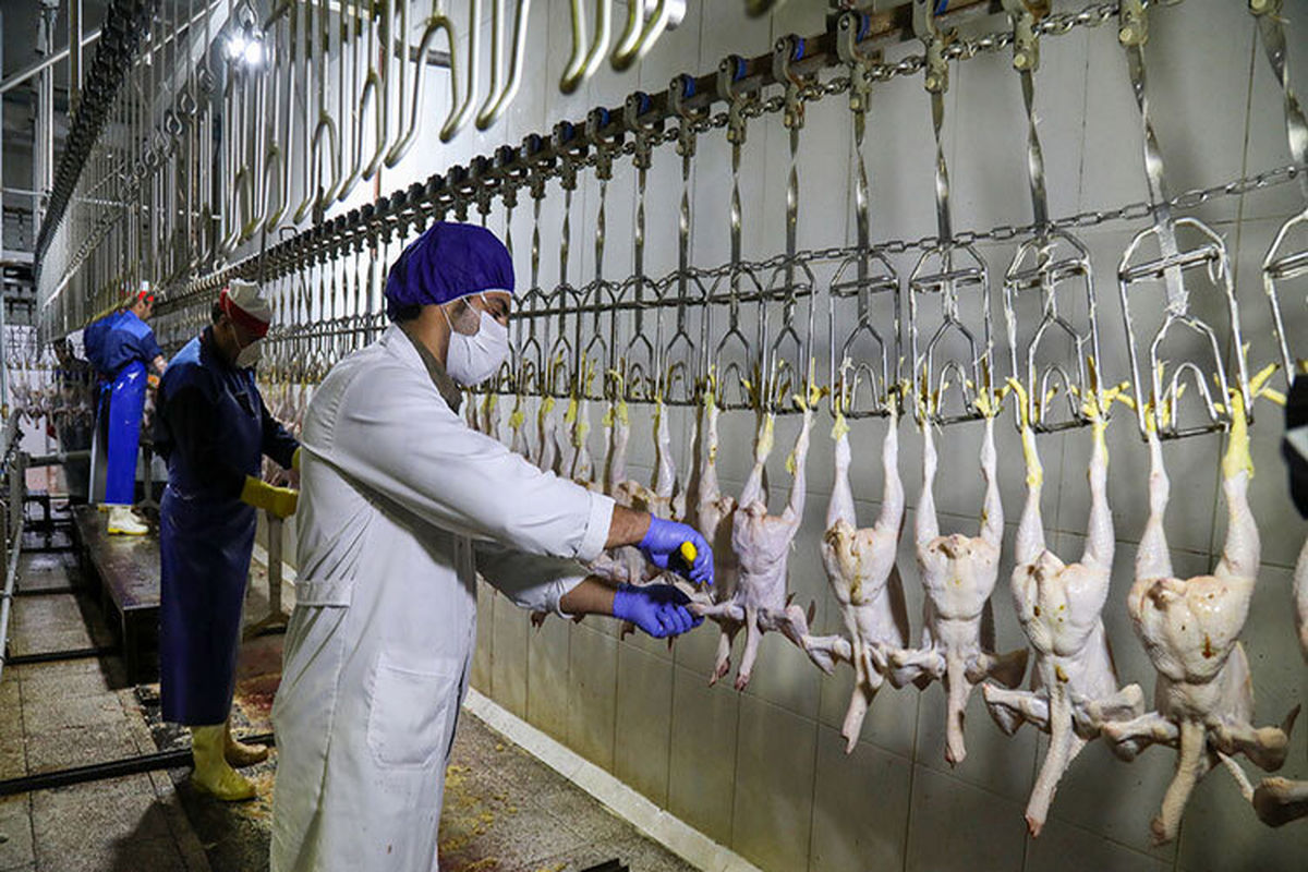 افزایش تولید مرغ در کشور / قیمت مرغ کاهش خواهد یافت؟ 