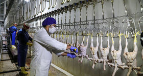 افزایش تولید مرغ در کشور / قیمت مرغ کاهش خواهد یافت؟ 