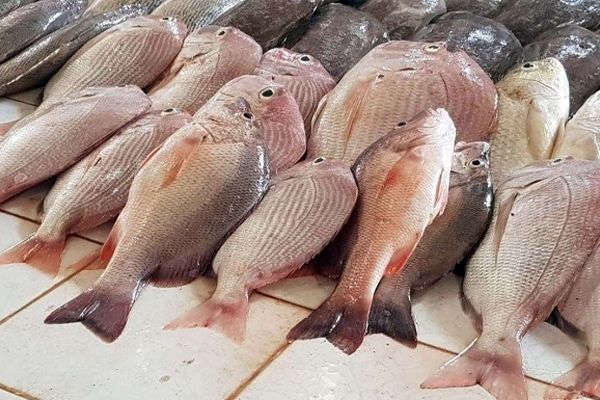 قیمت ماهی شب عید در بازار / ماهی سفید کیلویی ۴۰۰ هزار تومان شد 