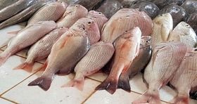 آخرین قیمت ماهی در بازار مشخص شد / قیمت جدید قزل آلا در بازار ماهی