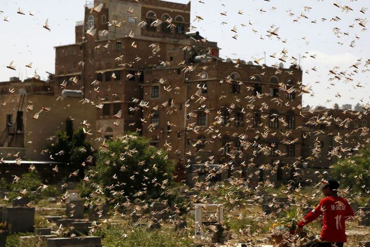 هشدار حمله ملخ های صحرایی به ایران/آماده باش استان های جنوبی برای سمپاشی 