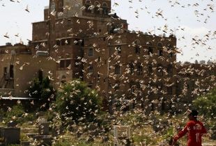 هشدار حمله ملخ های صحرایی به ایران/آماده باش استان های جنوبی برای سمپاشی 