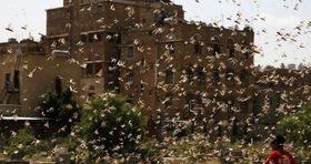 هشدار حمله ملخ های صحرایی به ایران/آماده باش استان های جنوبی برای سمپاشی 