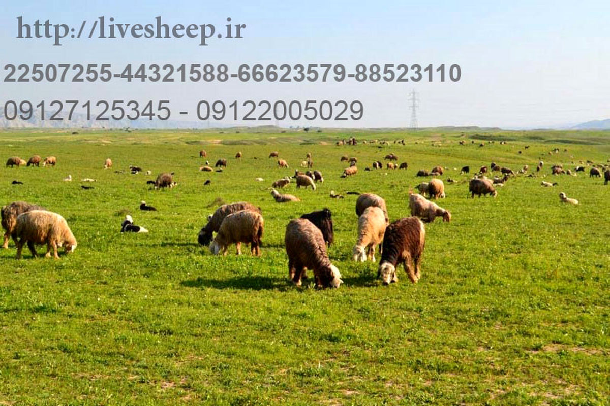 چگونه گوسفند زنده بخریم بهمن ۱۴۰۲