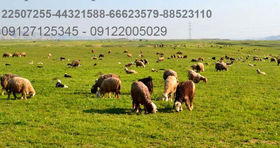 چگونه گوسفند زنده بخریم بهمن ۱۴۰۲