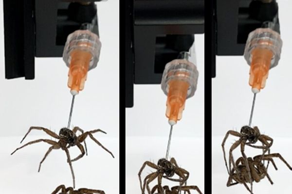 کابوس عنکبوت‌های زامبی به واقعیت پیوست+عکس