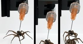 کابوس عنکبوت‌های زامبی به واقعیت پیوست+عکس