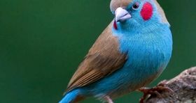 تصاویر | خدا برای خلق این پرندگان وقت زیادی گذاشت