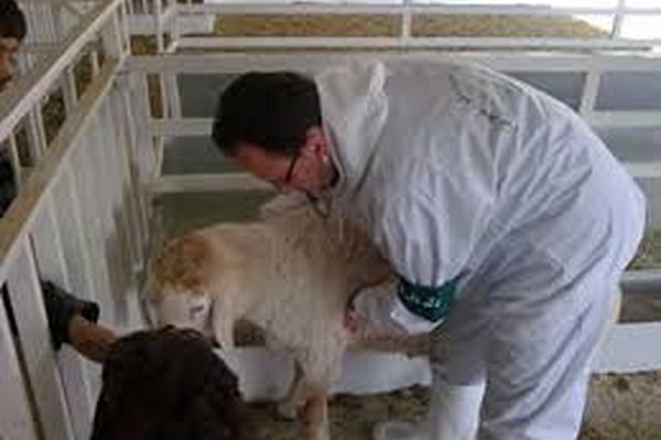 تب برفکی در کمین/ سازمان دام پزشکی هشدار داد