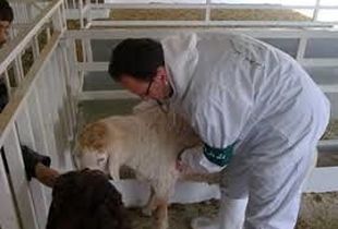 تب برفکی در کمین/ سازمان دام پزشکی هشدار داد