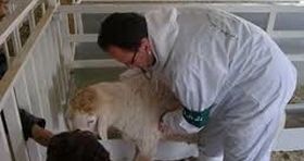 تب برفکی در کمین/ سازمان دام پزشکی هشدار داد