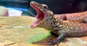 تولد شش جوجه‌اژدها در باغ وحش فلوریدا + عکس