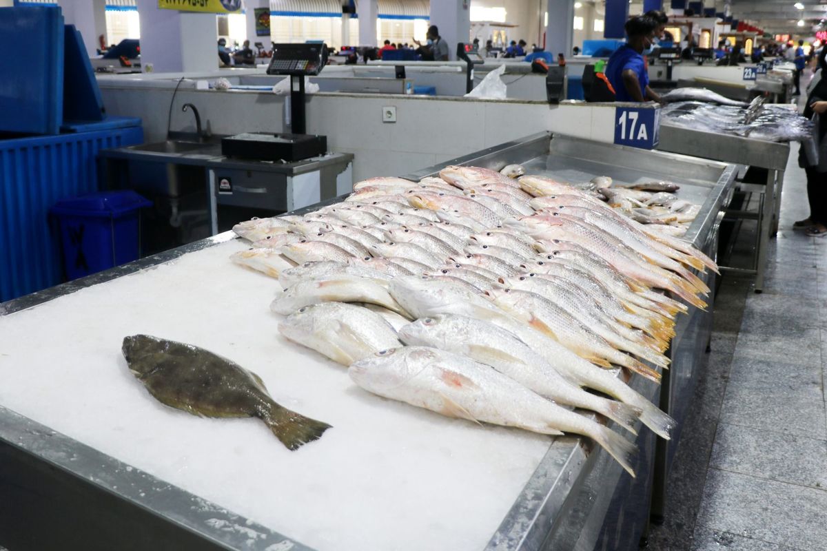 قیمت ماهی نیم میلیونی شد / ماهی‌های جنوب امروز چند ؟