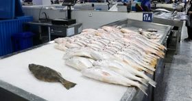 قیمت ماهی نیم میلیونی شد / ماهی‌های جنوب امروز چند ؟