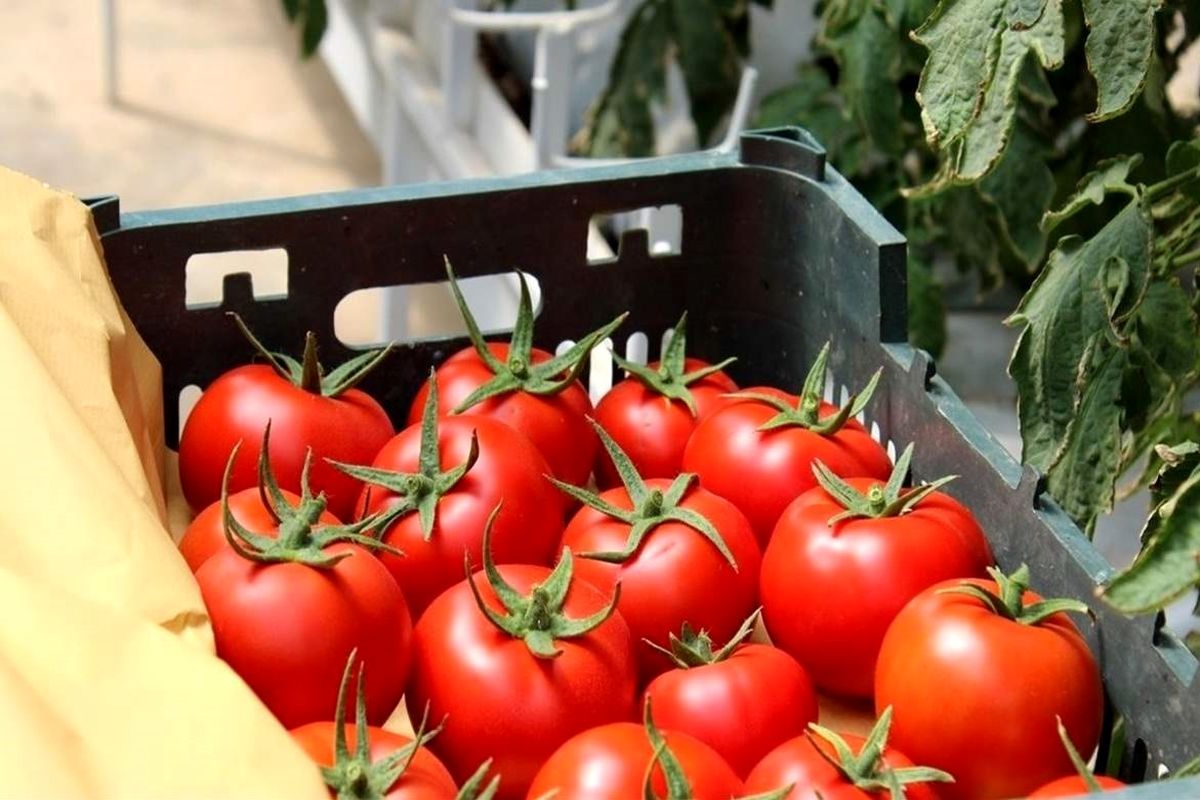 عوارض صادراتی گوجه فرنگی حذف می شود 