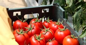 عوارض صادراتی گوجه فرنگی حذف می شود 