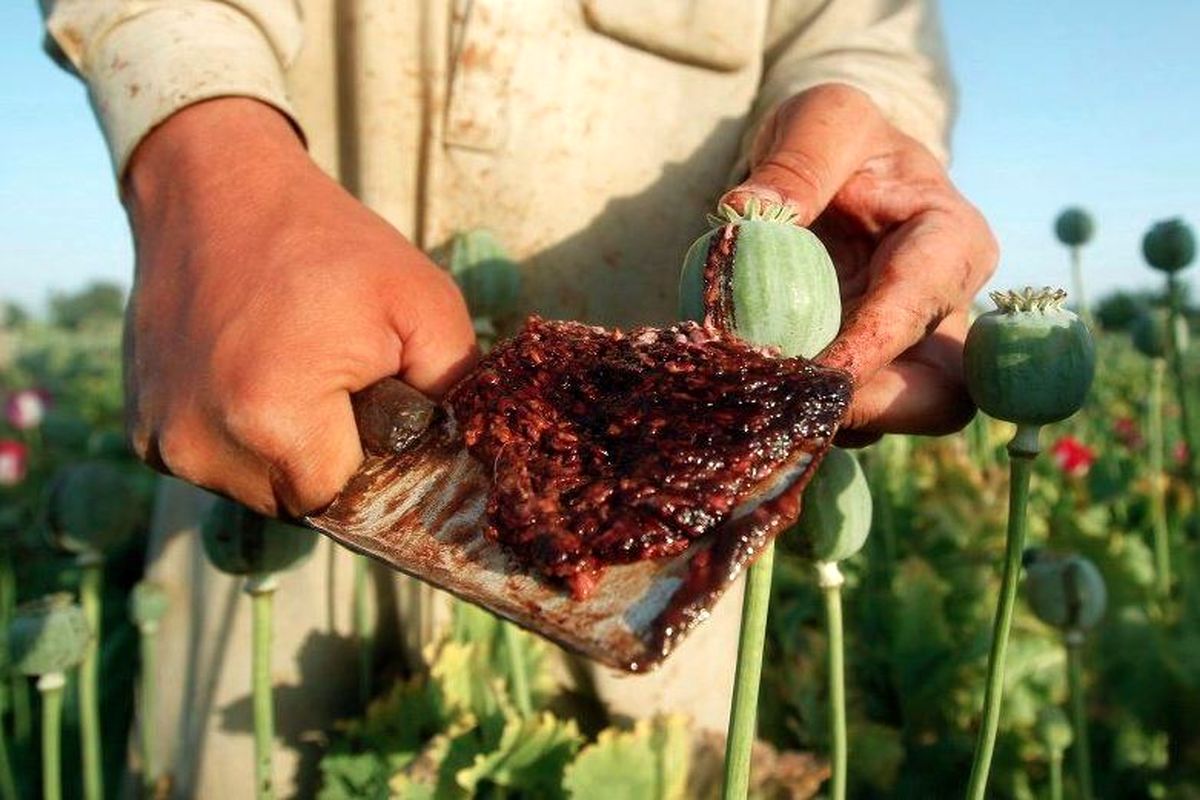 دولت به کشت خشخاش در ایران رضایت داد