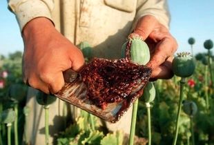 دولت به کشت خشخاش در ایران رضایت داد