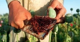 دولت به کشت خشخاش در ایران رضایت داد