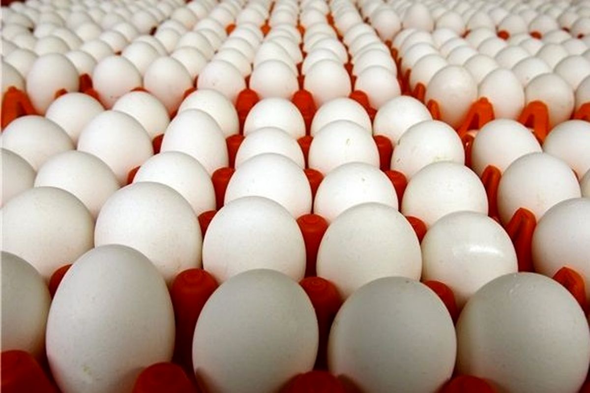 نرخ مصوب هر کیلو تخم مرغ در میادین / افزایش تولید تخم مرغ در دو ماه پایانی سال