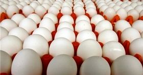 نرخ مصوب هر کیلو تخم مرغ در میادین / افزایش تولید تخم مرغ در دو ماه پایانی سال
