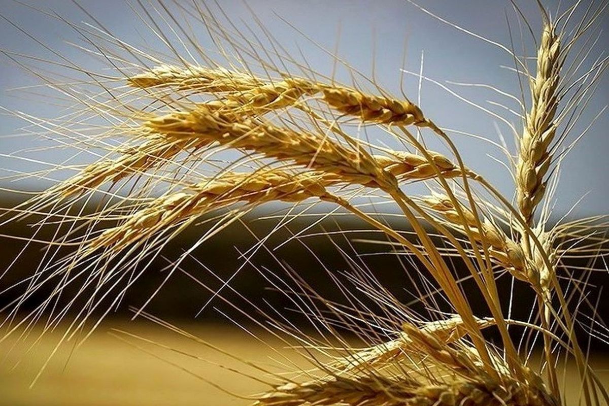 قیمت گندم کاهش یافت / دولت در مرداب یارانه‌ ها گیر کرده است 