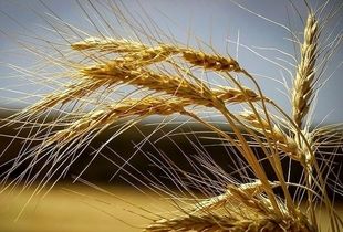 خیال کشاورزان بالاخره راحت شد / قیمت گندم اعلام شد