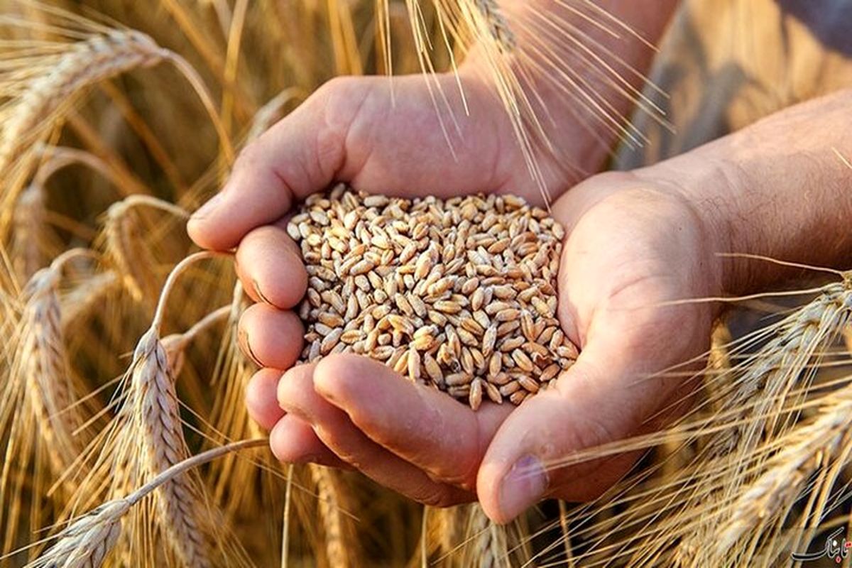 قیمت مصوب گندم بالاخره اعلام شد
