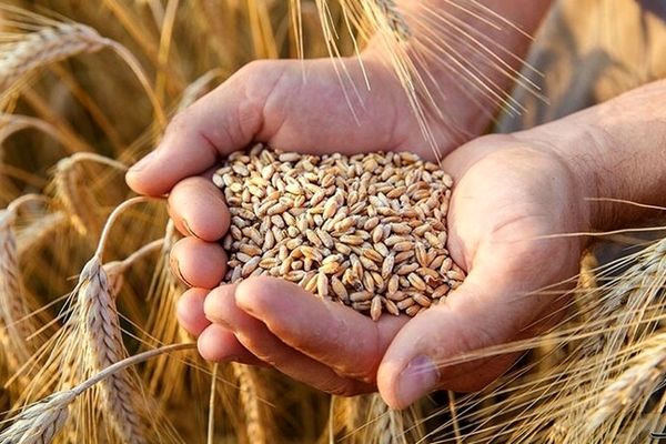 کاهش وابستگی گندم کشور به خارج / در تولید گندم خودکفا می شویم؟