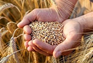 کاهش وابستگی گندم کشور به خارج / در تولید گندم خودکفا می شویم؟