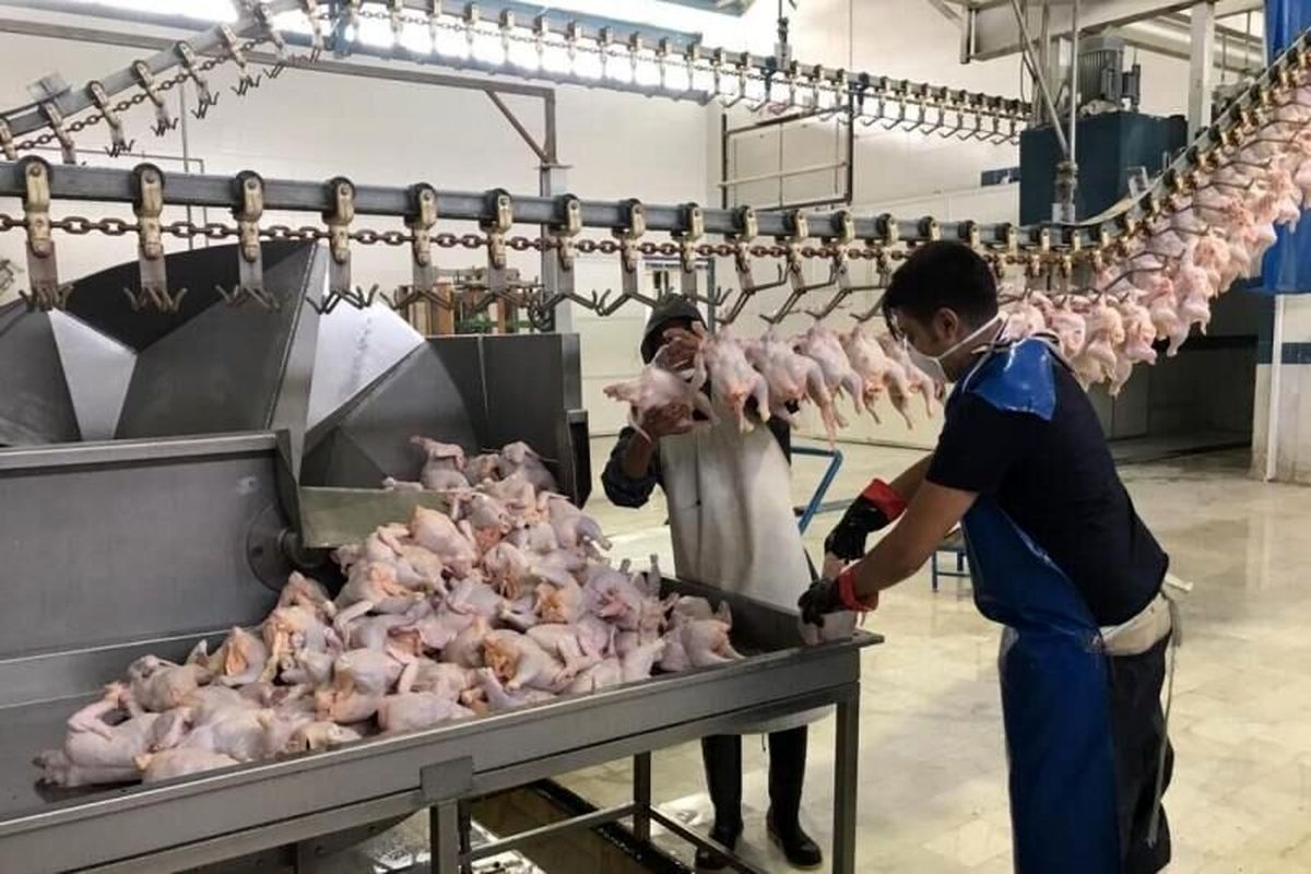 همه چیز برای صادرات مرغ ایران آماده است 