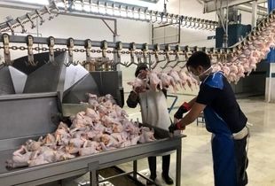 چراغ سبز دولت برای صادرات مرغ مازاد